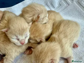 Ragcoon cats Rare Ragacoon Ragdoll x Maine Coon - Advert 14