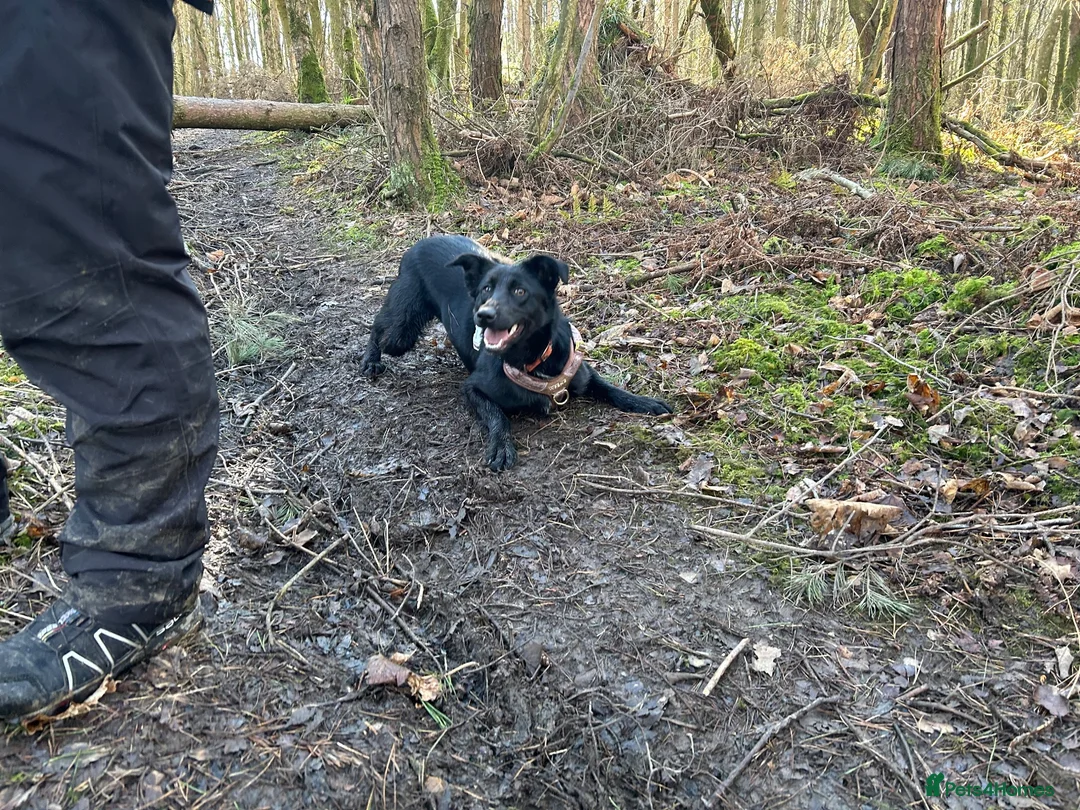 Mixed Breed dogs for sale: Failed farm dog looking for a new home - Advert 1