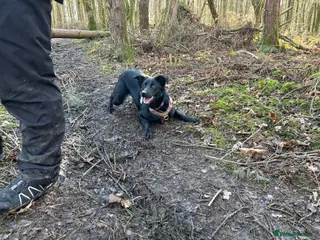 Mixed Breed dogs Failed farm dog looking for a new home - Advert 5
