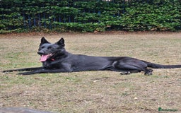 Belgian Shepherd Dog dogs for sale: Luna Belgian Shepherd Dog - Image 3