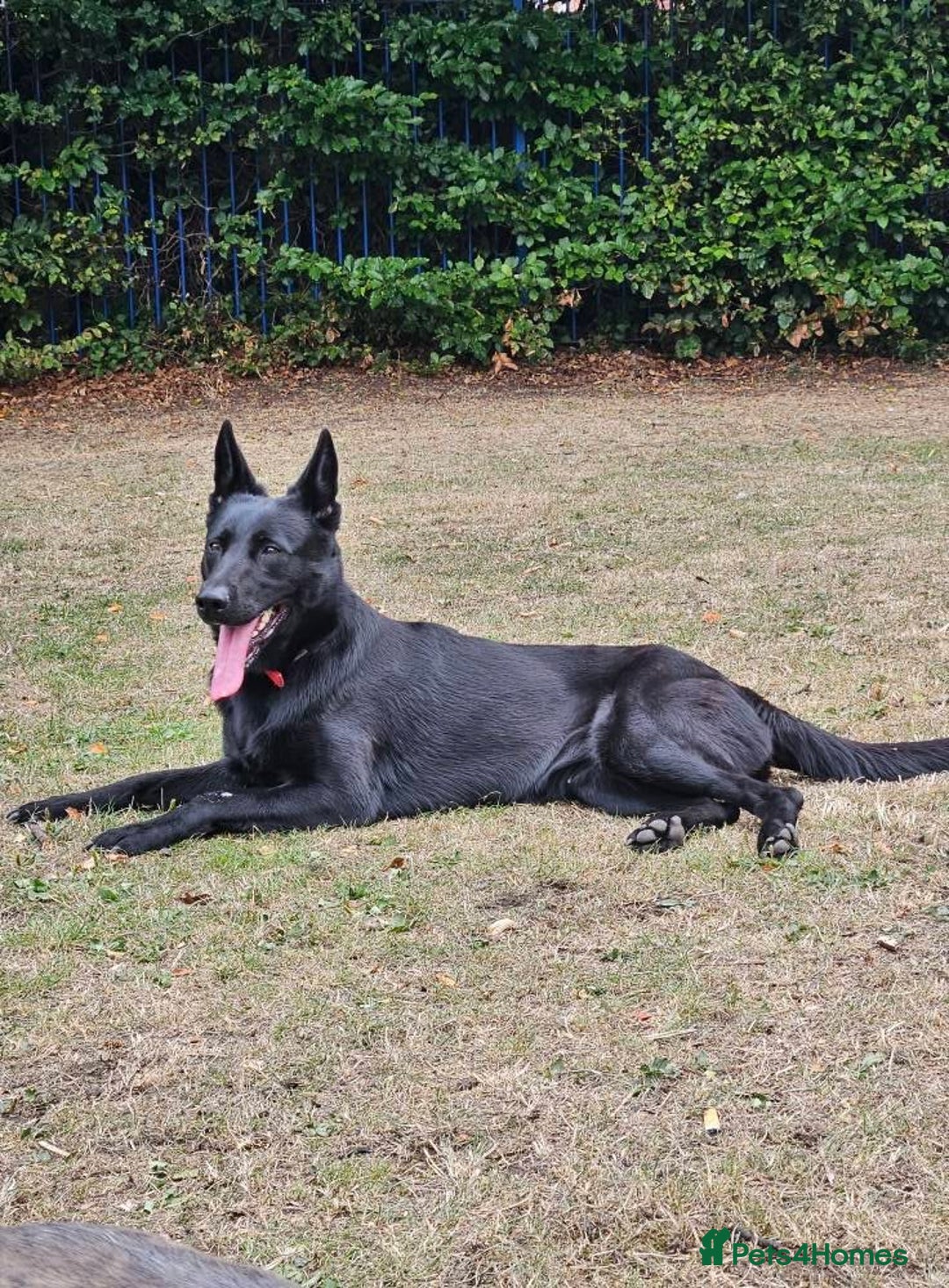 Belgian Shepherd Dog dogs for sale: Luna Belgian Shepherd Dog - Image 3