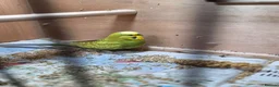 Budgerigars birds for sale: Breeding pair Budgies - Advert 4
