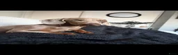 Miniature Dachshund dogs for sale: Isabella tan girl bonnie - Advert 2