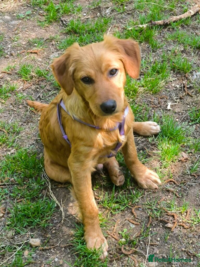 Mixed Breed dogs Willow - setter mix puppy - Advert 1
