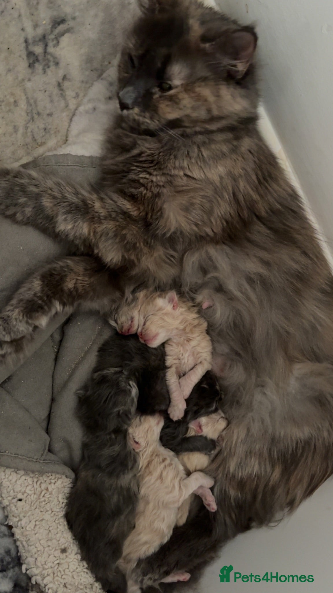 Maine Coon cats 3/4 Maine coon kittens  - Advert 1