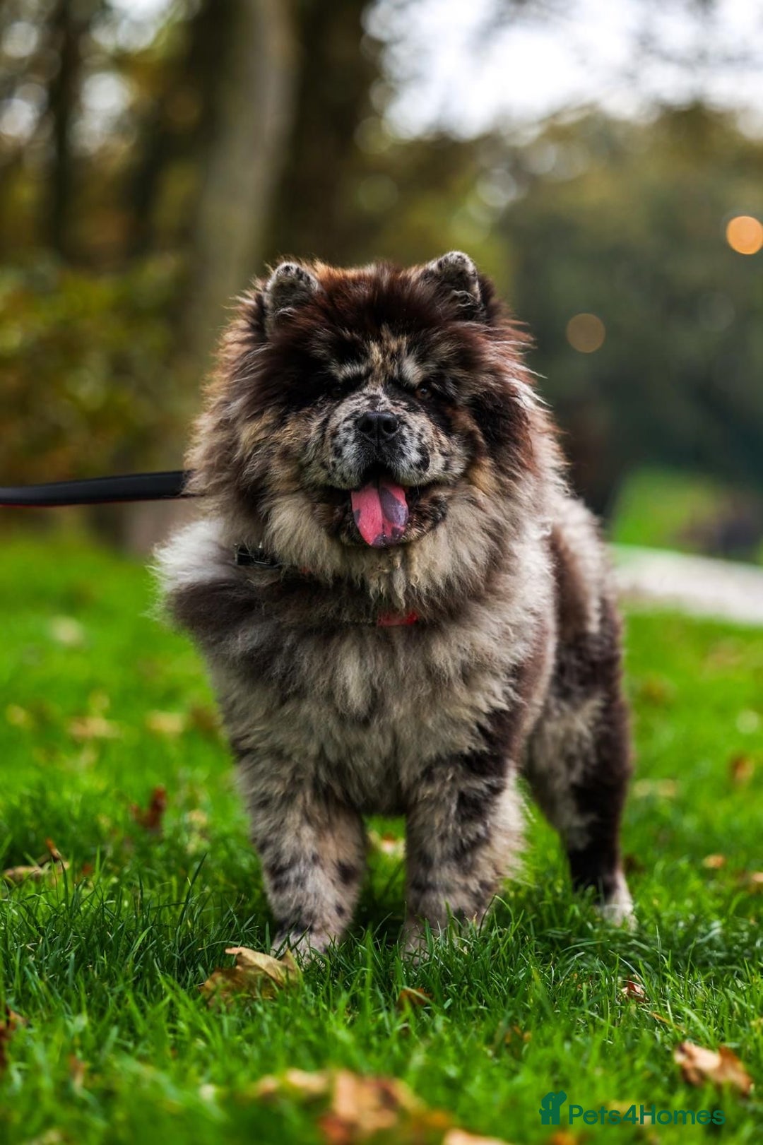 Chow Chow dogs for sale: Female Merle Chow Chow 8 months old - Advert 2