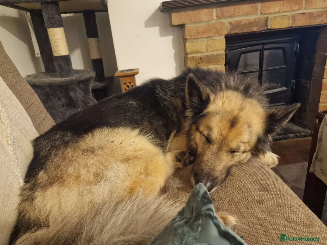 German Shepherd dogs for sale: Luna  - Advert 3