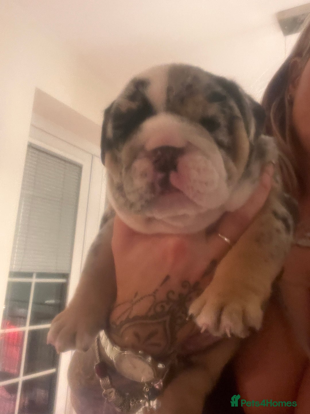 English Bulldog dogs for sale: English bulldog  - Image 4