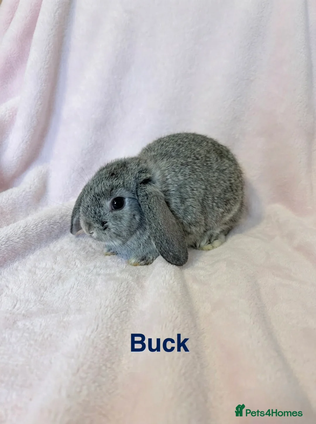 Mini Lop rabbits for sale: Baby Mini Lops 8 weeks old  in Bristol - Advert 3