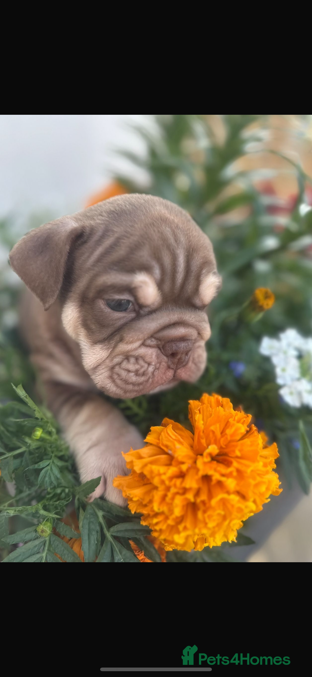 English Bulldog dogs for sale: **REDUCED **READY TO LEAVE CHUNKY ENGLISH BULLDOG - Image 39