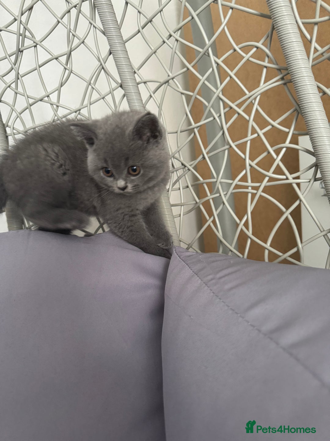 British Shorthair cats for sale: British shorthair kittens last male  - Image 8