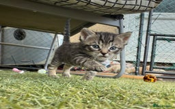 Siberian cats for sale: Siberian x kittens  - Image 11