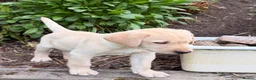 Labrador Retriever dogs for sale: Exceptional KC Reg Labrador puppies  - Advert 12