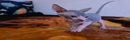 Mixed Breed cats for sale: Adorable Male Kitten – Sphynx x Devon Rex Cross - Advert 4
