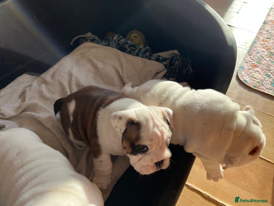 English Bulldog dogs for sale: English bulldogs - Advert 32
