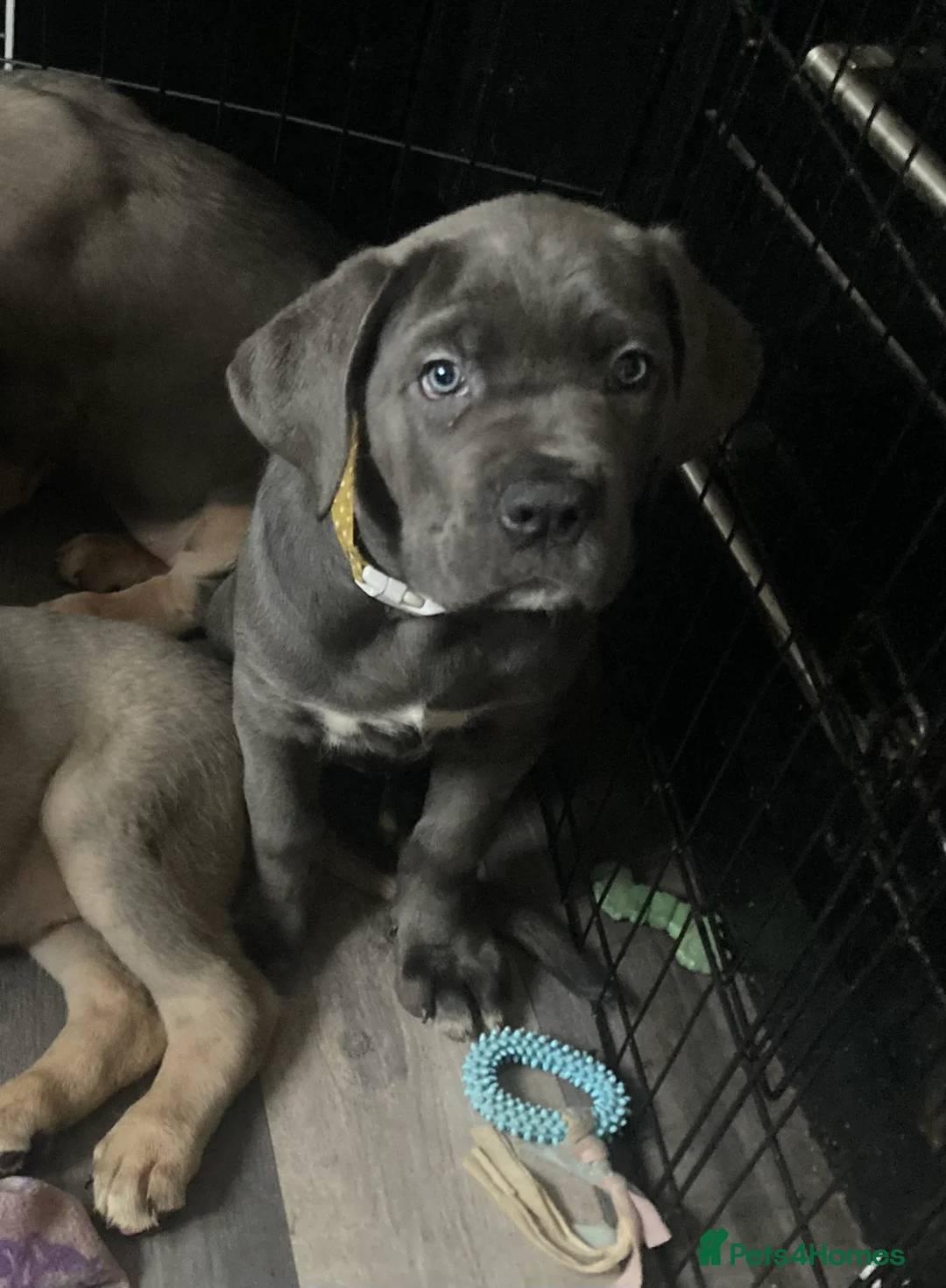 Cane Corso dogs for sale: Big furry floofballs - Advert 2