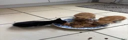Mixed Breed cats for sale: Kittens for Sale  - Advert 18
