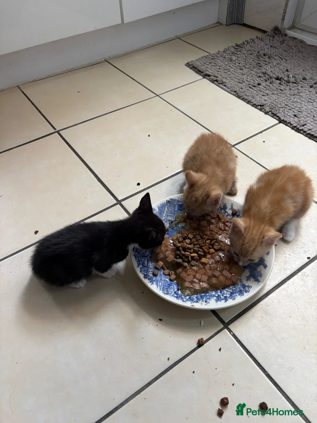 Mixed Breed cats for sale: Kittens for Sale  - Advert 18