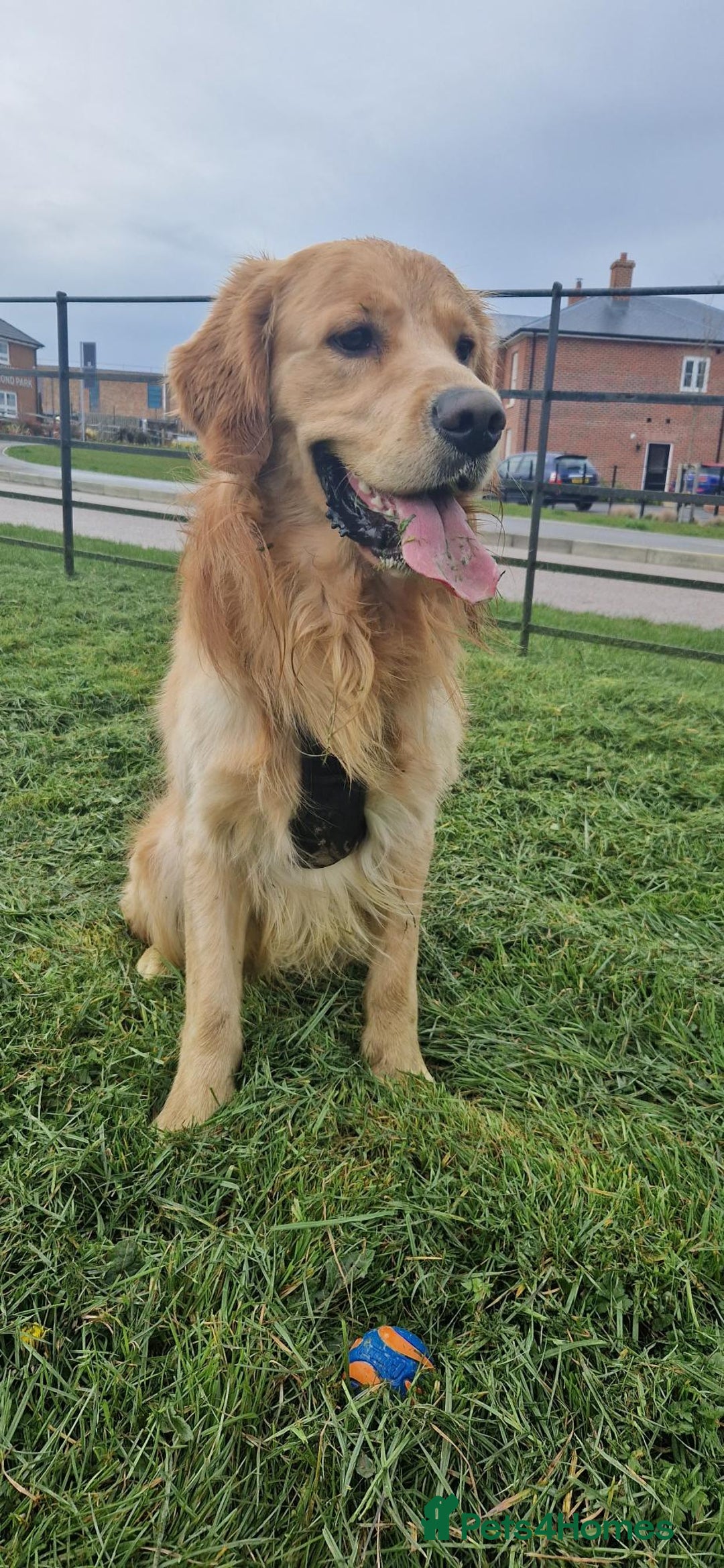 Golden Retriever dogs for sale: Henlo - Advert 3