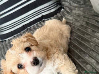 Morkie dogs Morkie puppies - Advert 7