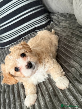 Morkie dogs Morkie puppies - Advert 7