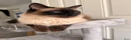 Ragdoll cats for sale: 2 adorable female sealpoint kittens - Advert 4