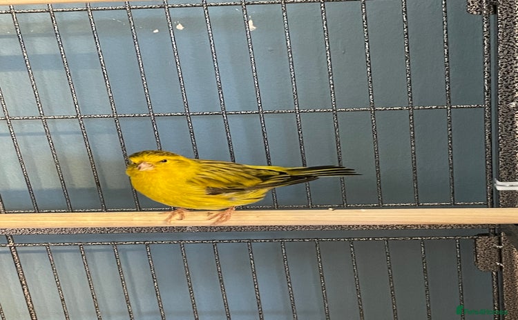 Canaries birds - Advert 2