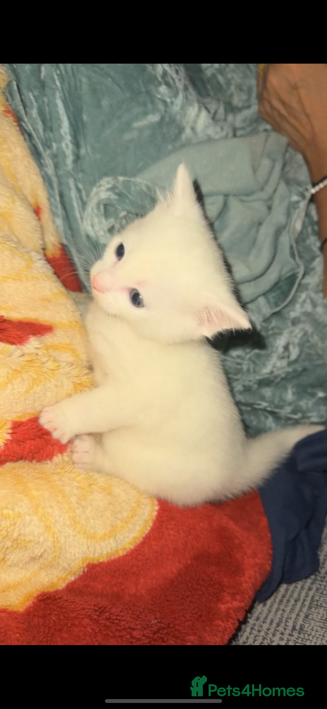 Turkish Angora cats for sale: Rare coloured kittens 🐱 😍 - Advert 4
