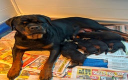 Rottweiler dogs for sale: Purebred Rottweiler Puppies - Image 2