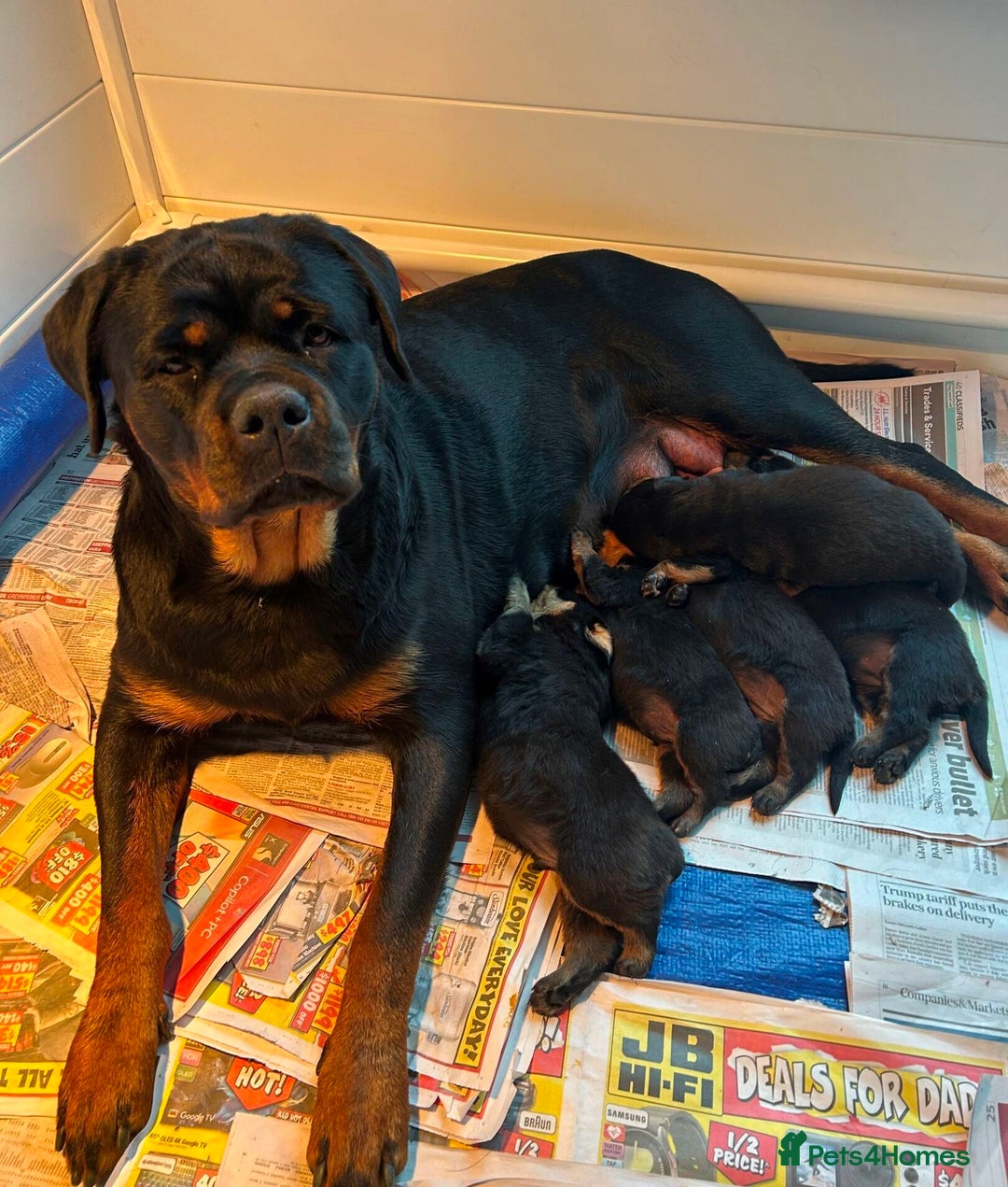 Rottweiler dogs for sale: Purebred Rottweiler Puppies - Image 2