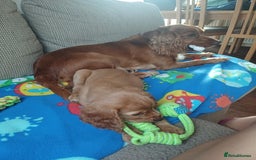 Cocker Spaniel dogs for sale: *Ready now*Stunning working cocker spaniel puppies - Image 16