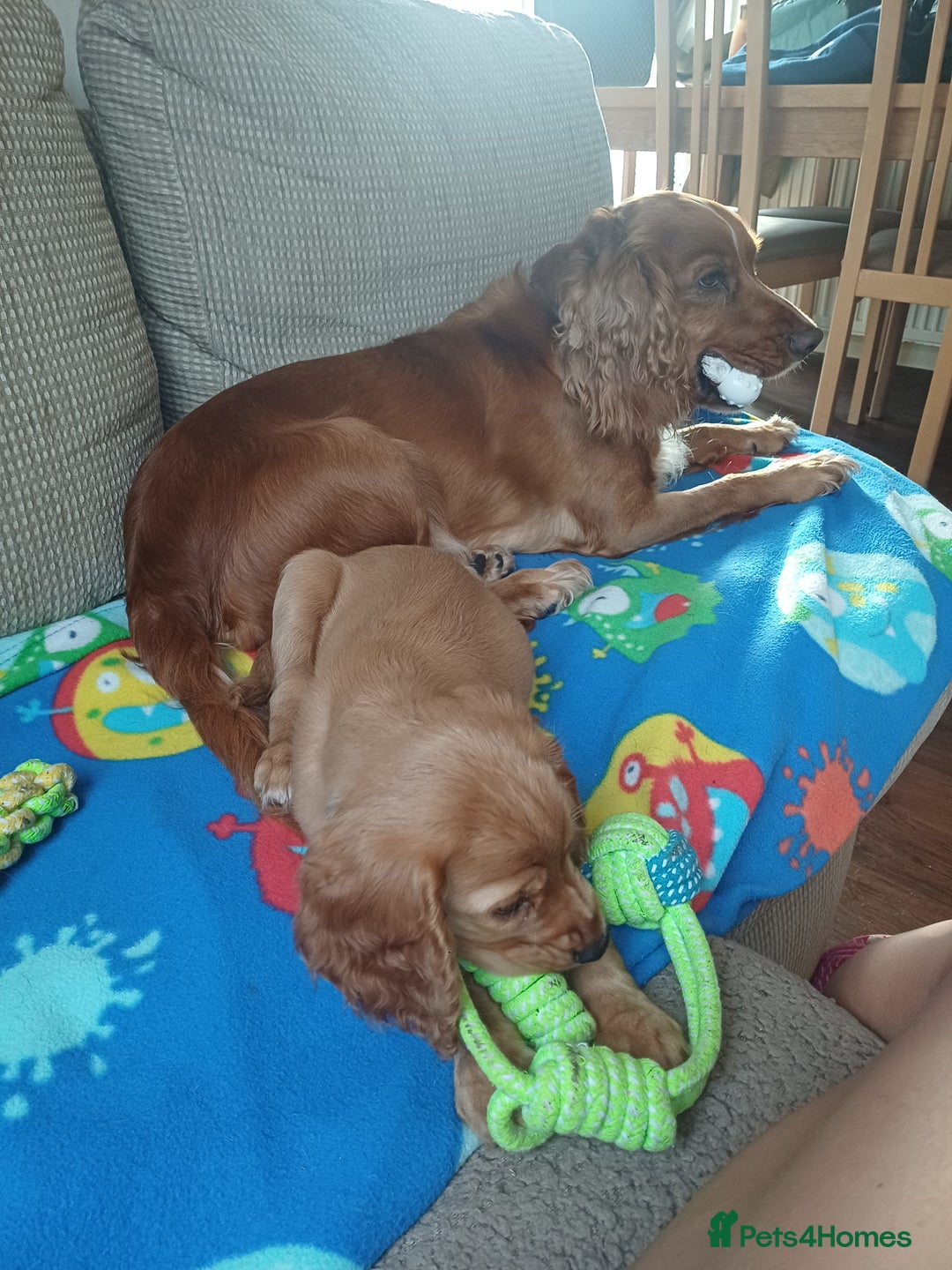 Cocker Spaniel dogs for sale: *Ready now*Stunning working cocker spaniel puppies - Image 16