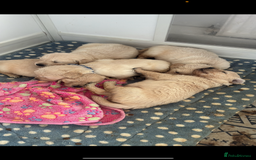 Golden Retriever dogs for stud: Golden retriever stud  - Image 4