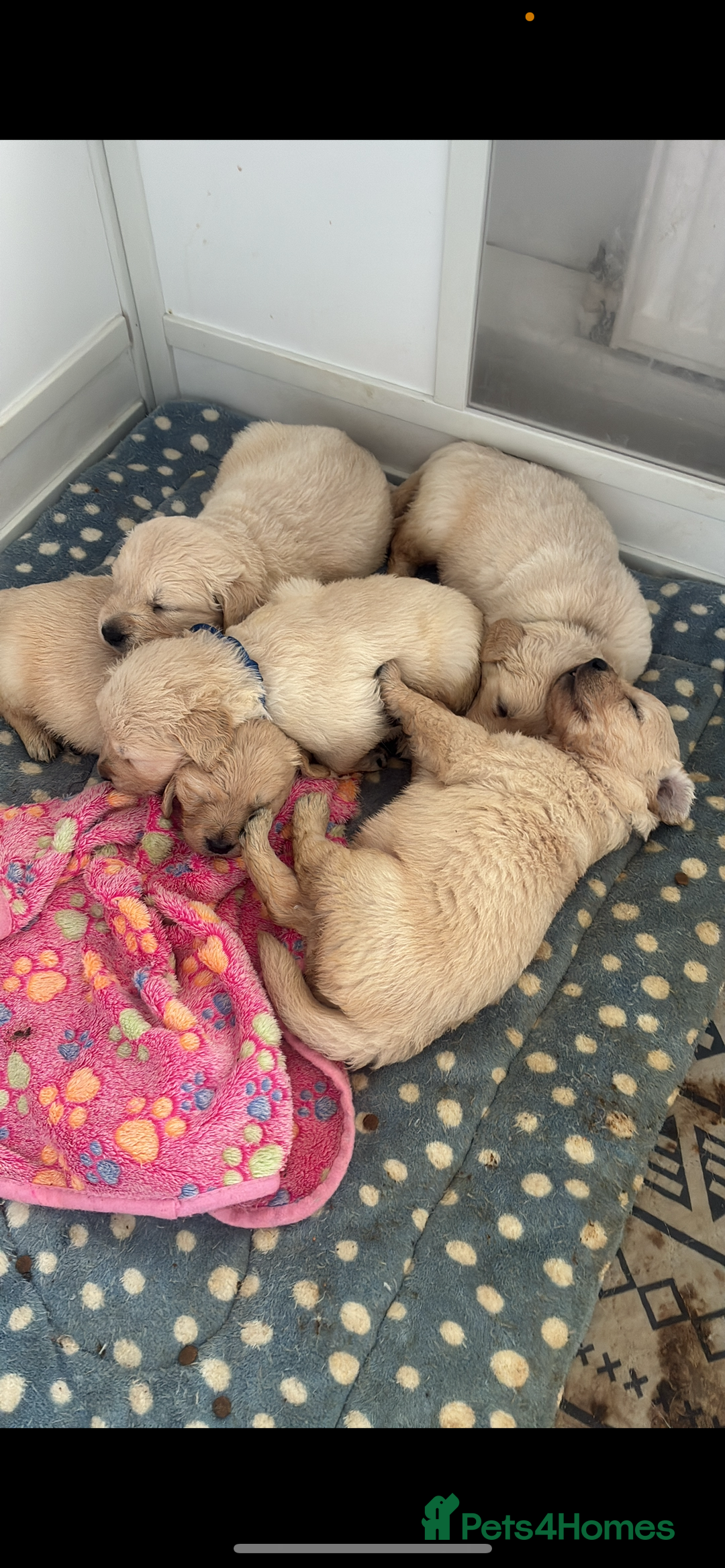 Golden Retriever dogs for stud: Golden retriever stud  - Image 4