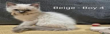 Beige Boy 4 🤎