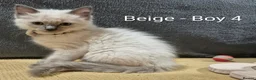 Ragdoll cats for sale: 😻 Ragdoll Kitten 😻 - Advert 6
