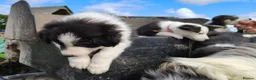 Border Collie dogs for sale: Border collie puppies - Advert 15