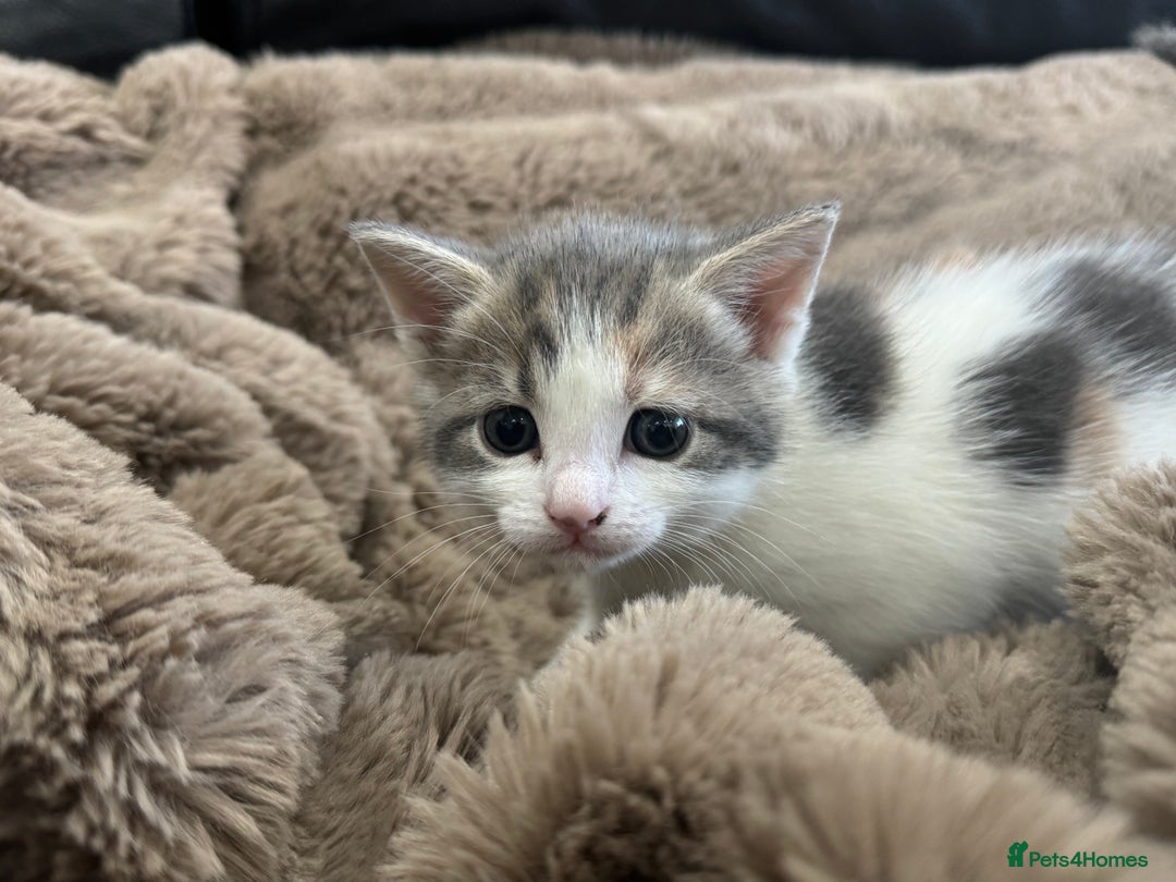 Domestic Shorthair cats for sale: ✨ Adorable Kittens – Ready to Reserve ✨ - Image 3