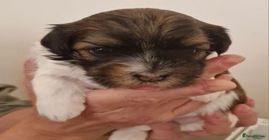Havanese dogs - Advert 14