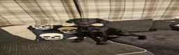 Labrador Retriever dogs for sale: 11 month old purebred drakeshead labrador. - Advert 11