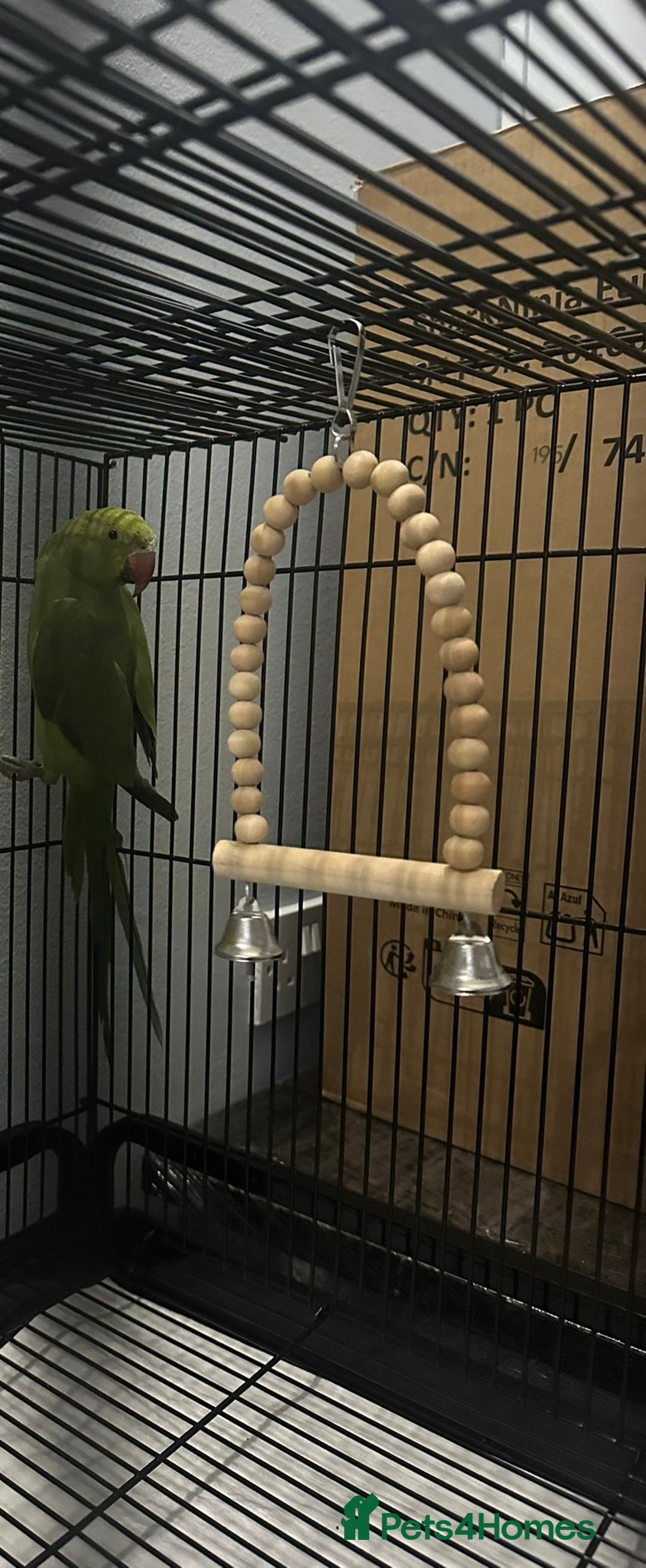 Parakeets birds for sale: Green Indian Ringneck - Image 1