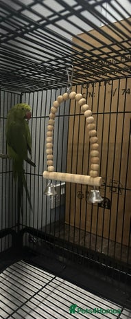 Parakeets birds - Advert 5