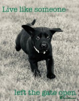 Labrador Retriever dogs Perfect Litter of 5th Generation Labrador Puppies - Advert 7