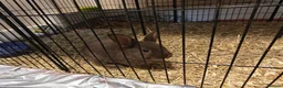 Mixed Breed rabbits for sale: Chocolate baby Bunnie's  in Liverpool - Advert 6