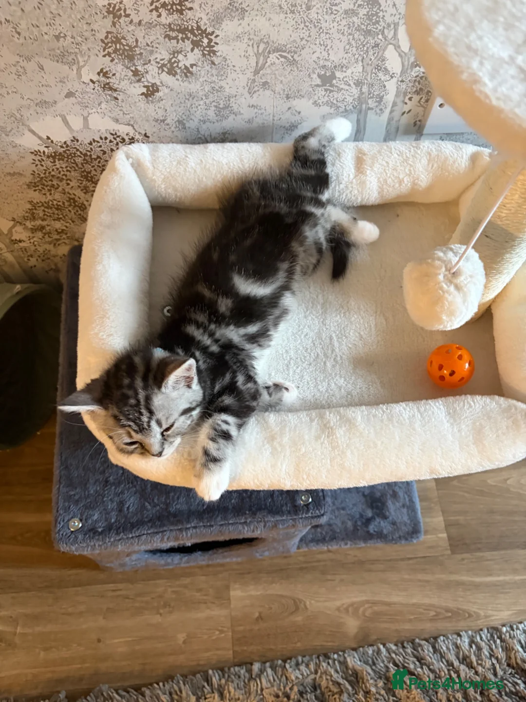 Mixed Breed cats for sale: 9 week old kitten  - Advert 2