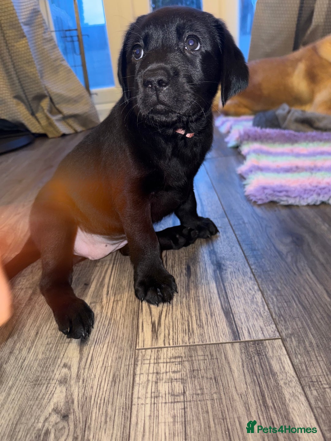 Labrador Retriever dogs for sale: (REDUCED) KC registered Labradors  - Advert 4