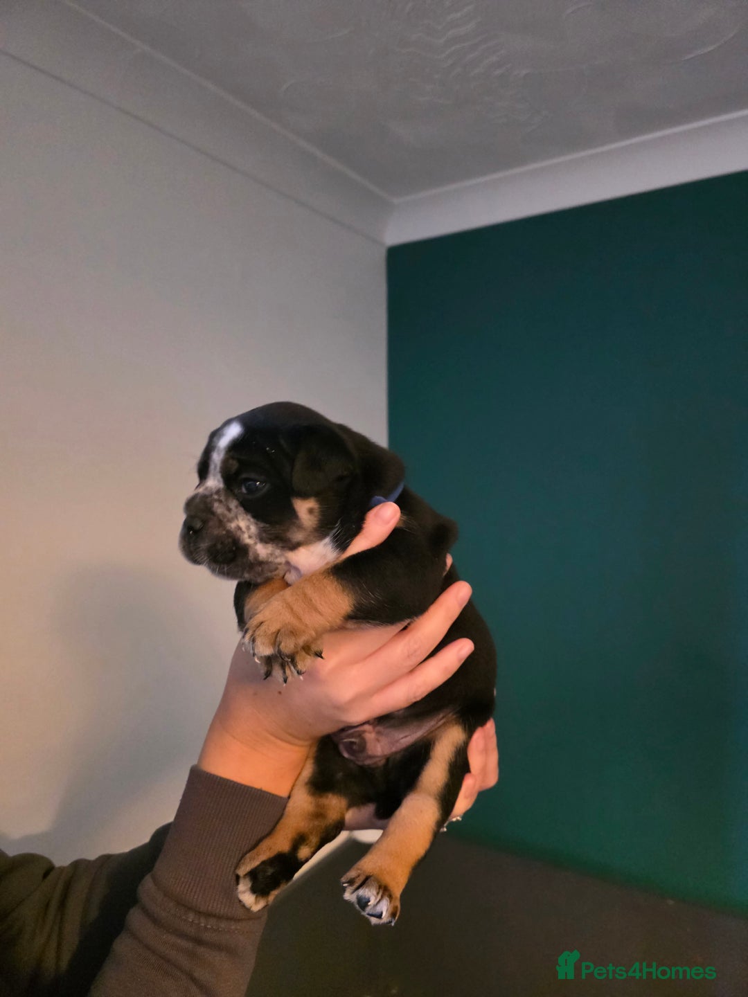 Olde English Bulldogge dogs for sale: Beautiful olde english Bulldogge pups  - Advert 26