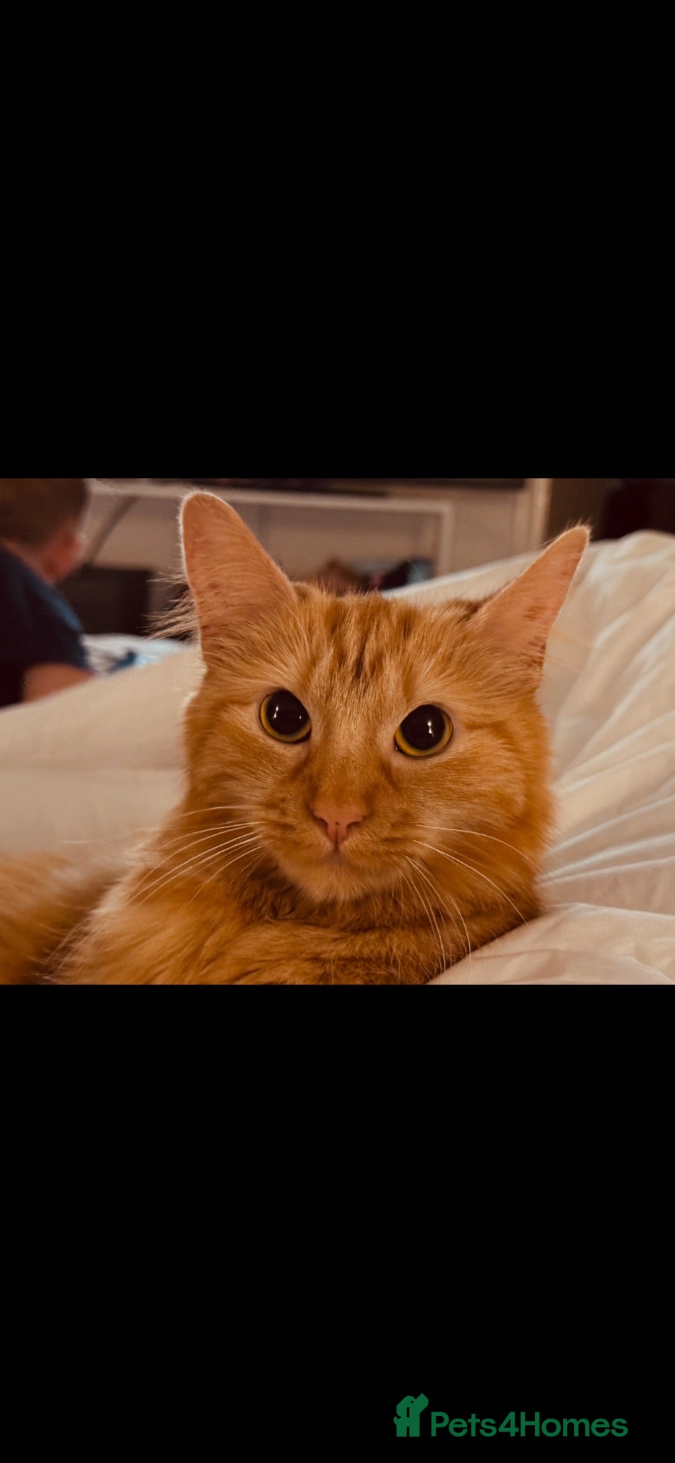 British Longhair cats Long haired ginger female cat - Advert 1