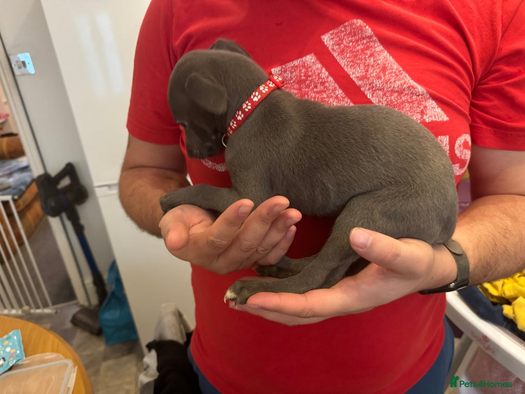 Whippet dogs for sale: Whippet pups  - Image 4