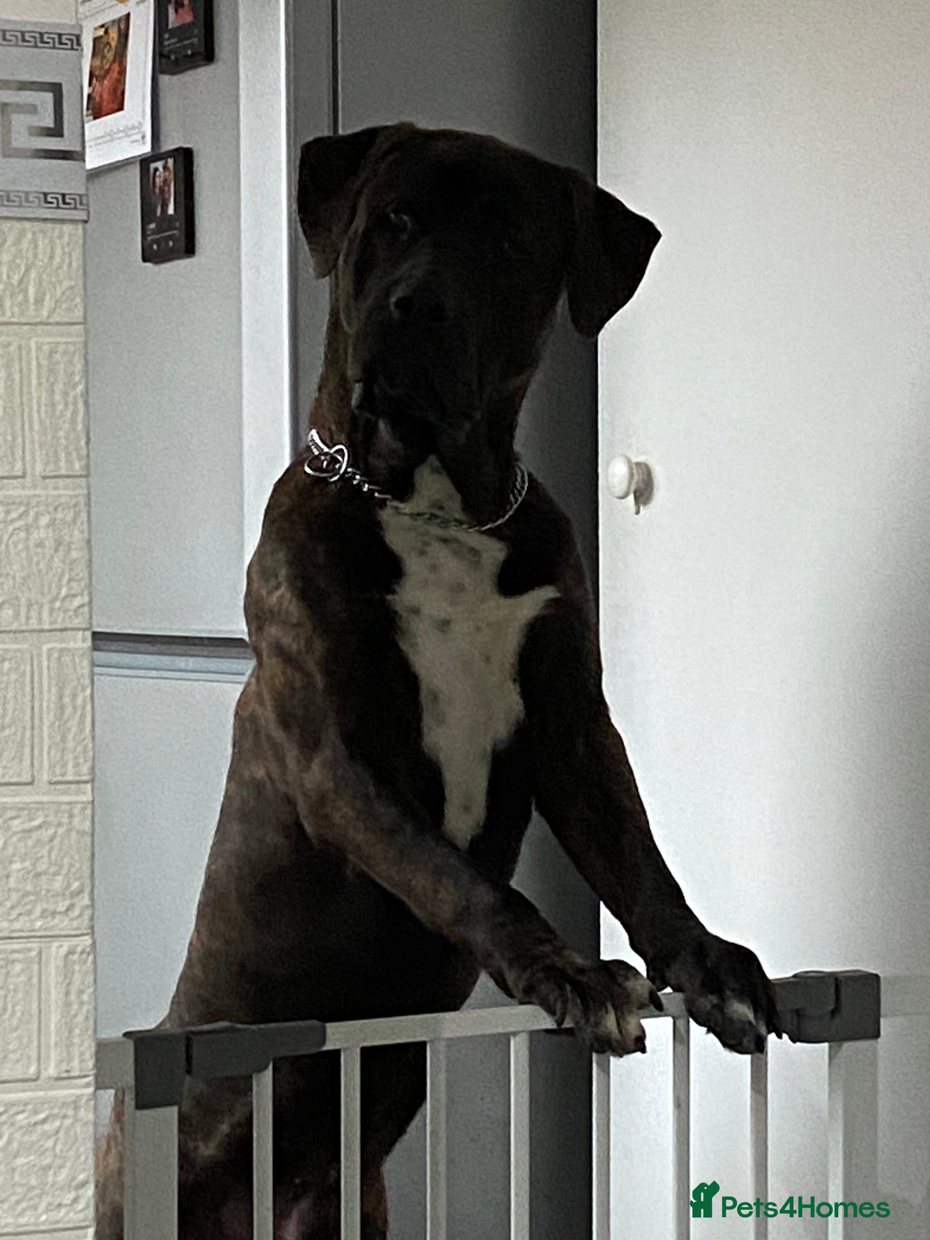 Presa Canario dogs Presa Canario 8 Months Old - Basti - Advert 10